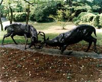 "Rutting Whitetail Bucks"