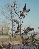 "Canada Geese"